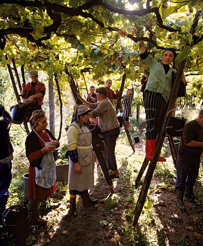 Harvesting grapes in a pergola trained vineyard near   Amarante Minho Portugal  Vinho Verde