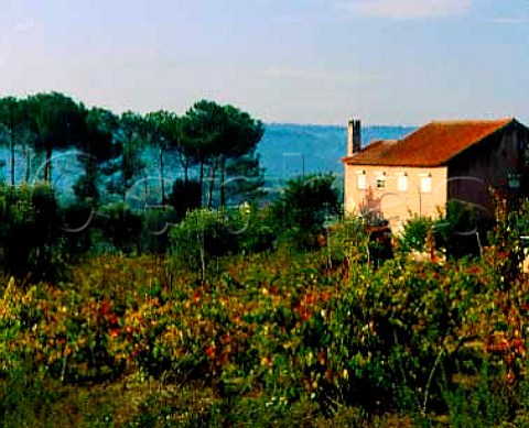 Pink house amongst vineyards near Mangualde   Portugal   Dao