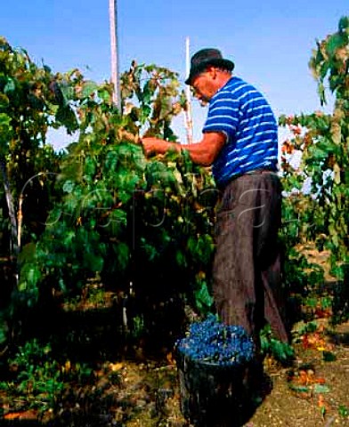Harvesting Baga grapes from 70year old vines in a   vineyard of Luis Pato Ois do Bairro Portugal  Bairrada