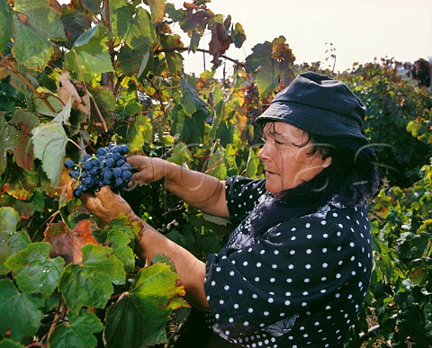 Harvesting Baga grapes in 70year old vineyard of Luis Pato Ois do Bairro Portugal Bairrada