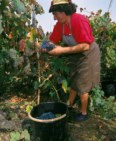 Harvesting Baga grapes from 70year old vines in a  vineyard of Luis Pato at Ois do Bairro Portugal  Bairrada