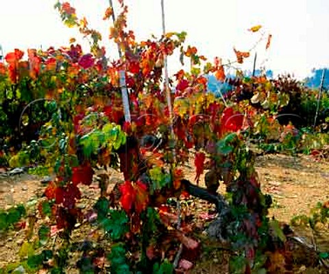 Vineyard of 70 year old Baga vines belonging  to Luis Pato at Ois do Bairro Portugal Bairrada