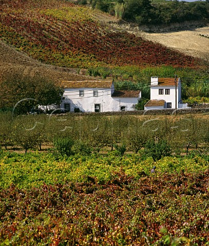 Vineyards and houses at Carvoeira Estremadura  Portugal Torres Vedras IPR