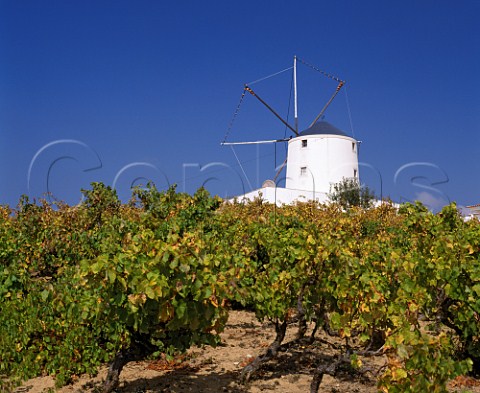 Vineyard and windmill at Carvoeira Estremadura   Portugal    Torres Vedras IPR