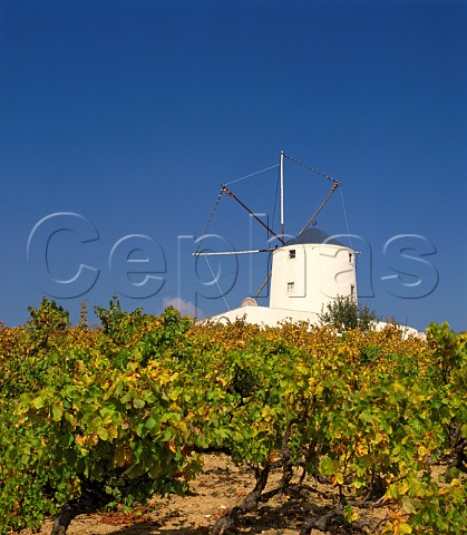 Vineyard and windmill at Carvoeira Estremadura  Portugal Torres Vedras IPR