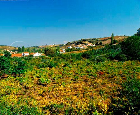 Vineyard at Casais Macaricos Estremadura Portugal   Alenquer IPR