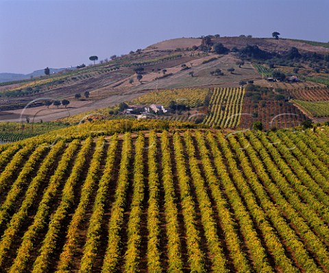 Vineyards near Arruda Estremadura Portugal  Arruda IPR