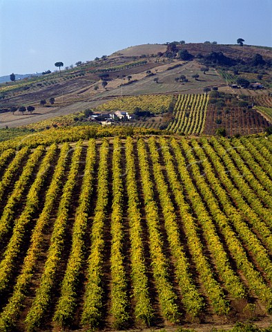 Vineyards near Arruda Estremadura Portugal   Arruda IPR