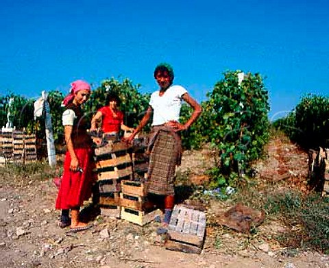 Picking eating grapes in vineyard at  Mangalia south of Constanta Romania