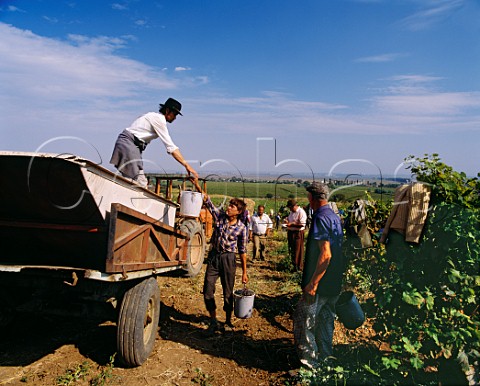 Harvest time in vineyard near Buzau Romania  Dealu Mare