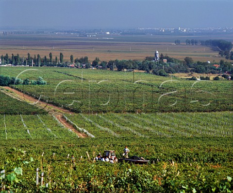 Harvesting in vineyard in the foothills of the Carpathian Mountains near Buzau Romania Dealu Mare