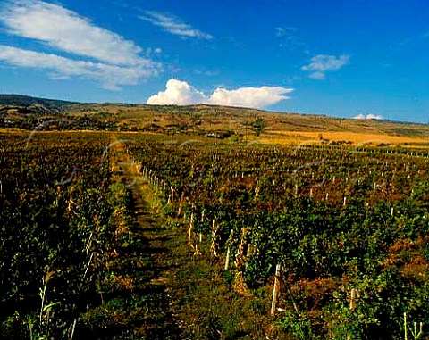 Vineyards in the foothills of the Carpathian   Mountains at Pietro Asale Romania   Dealul Mare   Region