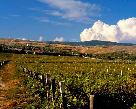 Vineyards in the foothills of Carpathian Mountains   at Pietro Asale Romania  Dealul Mare Region