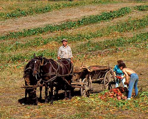 Harvesting beet near Bunesti Transylvania Romania