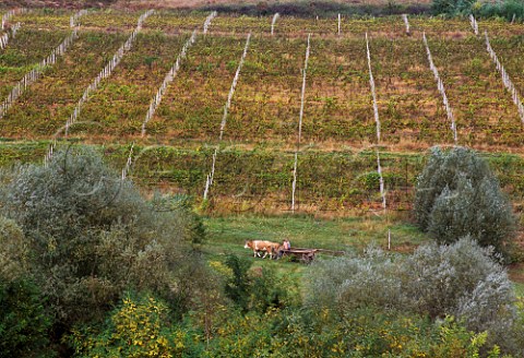 Ox cart passing vineyard in the Tirnave area of Transylvania Romania