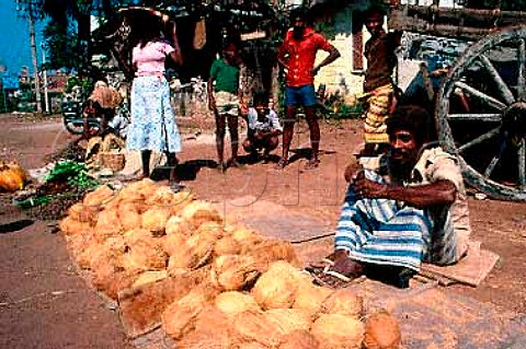 Selling coconuts at Mount Lavinia market Sri Lanka
