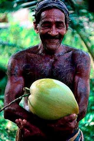 Coconut picker Matara Sri Lanka
