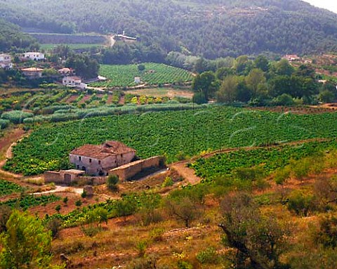Vineyards near El Pla del Peneds Catalonia Spain   Peneds