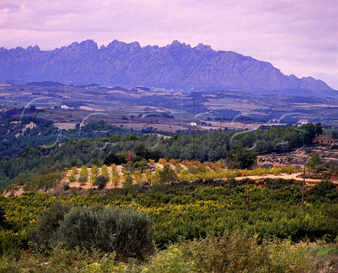 Vineyards east of Sant Sadurni dAnoia with   the Sierra de Montserrat in the background   Catalonia Spain   Peneds