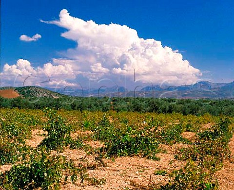 Vineyard near Mollina Andaluca Spain    DO Malaga