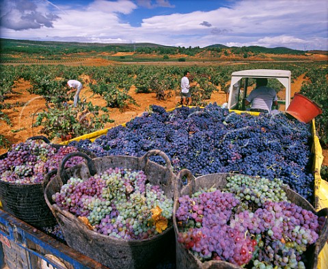 Trailer of harvested grapes mainly Bobal Requena Valencia Spain  UtielRequena