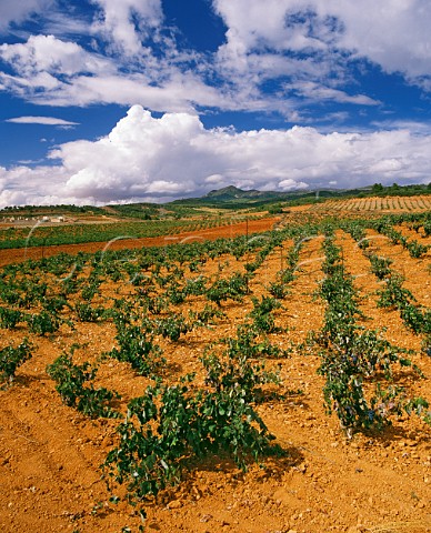 Vineyard on red soil Requena Valencia   province Spain UtielRequena