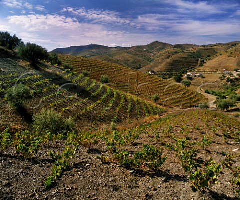 Moscatel vineyards in the hills east of Malaga   Andaluca Spain  DO Malaga