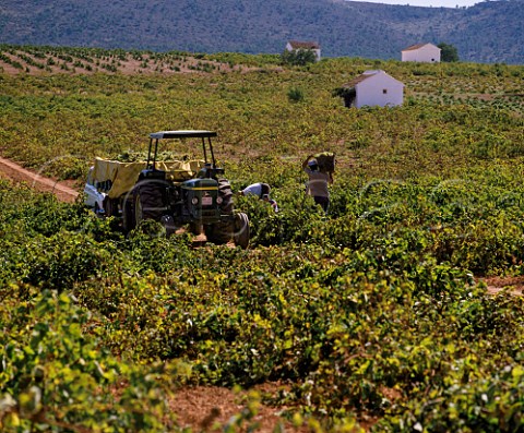 Harvesting grapes in vineyard near Mollina Andalucia Spain  DO Malaga