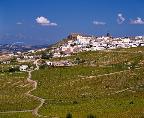 Vineyards below the town of Montilla Andaluca   Spain   MontillaMoriles