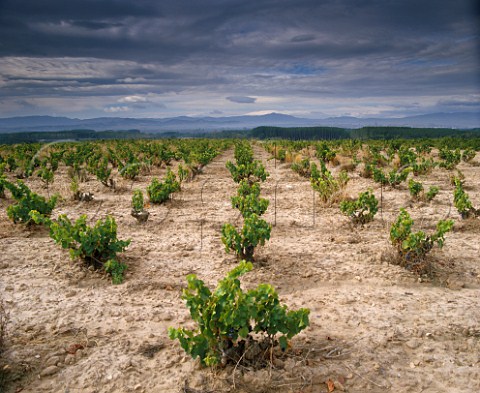 Vineyard at San Adrian La Rioja Spain Rioja Baja