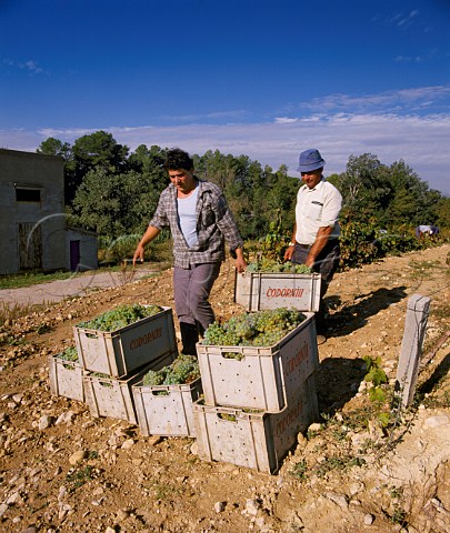 Harvesting Parellada grapes for Cava in vineyard of Codorniu San Sadurni de Noya Catalonia Spain Penedes