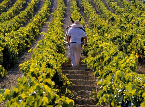 Preparing soil in vineyard to absorb the winter rain Jerez Andaluca Spain Sherry