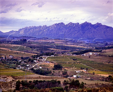 Vineyards east of Sant Sadurni dAnoia with the   Sierra de Montserrat beyond Catalonia Spain  Peneds
