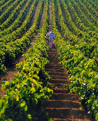 Preparing soil in vineyard to absorb the winter rain Jerez Andaluca Spain Sherry