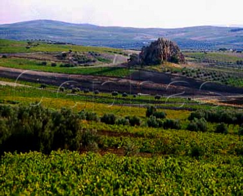 Montilla vineyards      Andalucia