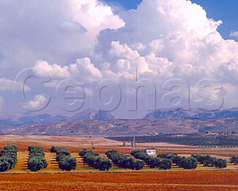 Olive grove near Antequera Andaluca Spain