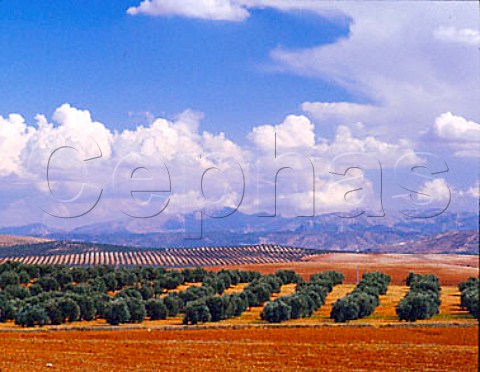 Olive groves near Antequera Andaluca Spain