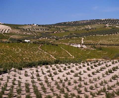 Vineyards and olive groves near Montilla Andaluca Spain MontillaMoriles