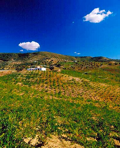Vineyards near Olvera Andaluca Spain