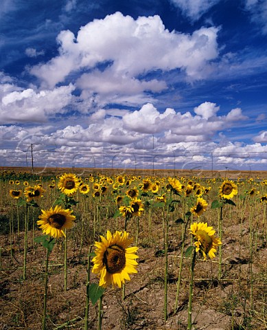 Field of sunflowers Andalucia Spain