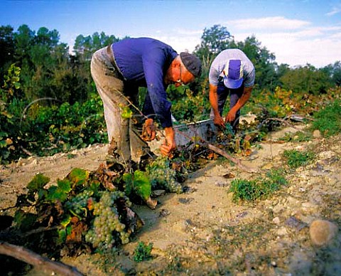 Harvesting Parellada grapes from vines flattened by   wind and rain Catalonia Spain   Penedes