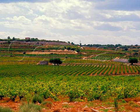 Vineyards in the Valencia DO area Spain