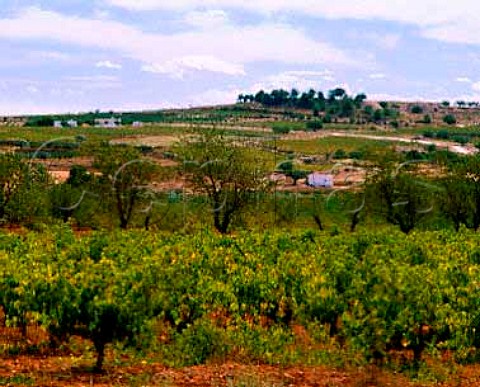 Vineyards in the Valencia DO area