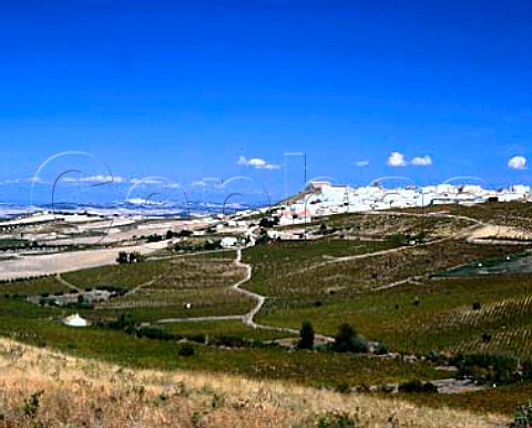 Vineyards and village of Montilla Andalucia