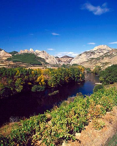 Vineyard by the Rio Ebro with the Conchas de Haro   beyond  La Rioja Spain   Rioja