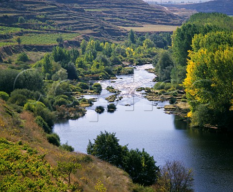 Vineyards and poplar trees by the Rio Ebro north of Haro La Rioja Spain Rioja