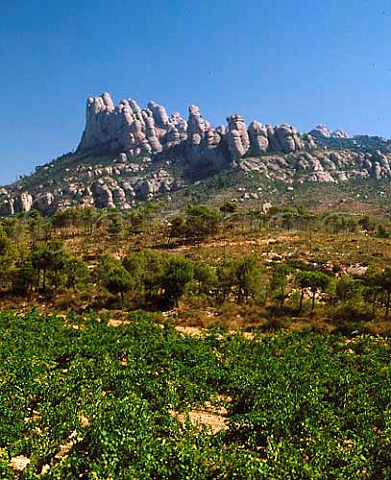 Vineyard below the Sierra de Montserrat   Catalonia Spain   Peneds