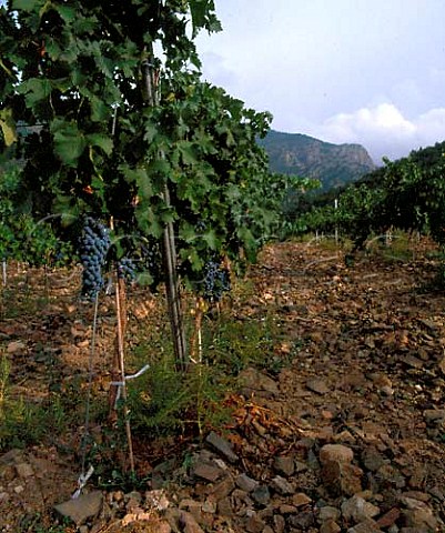 Cabernet Sauvignon vineyard in the hills near   Poblet Catalonia Spain   Conca da Barber