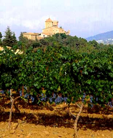 Cabernet Sauvignon vineyard by   Castillo de Riudabella in the hills near Monestir de   Poblet Catalonia Spain    DO Conca da Barbera