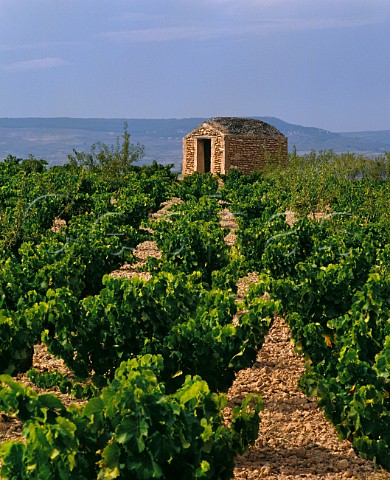 Guardavias in vineyard at Ainzn Aragon Spain Campo de Borja